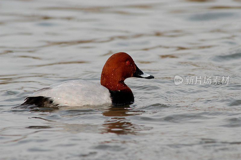 共同的pochard (Aythya ferina)